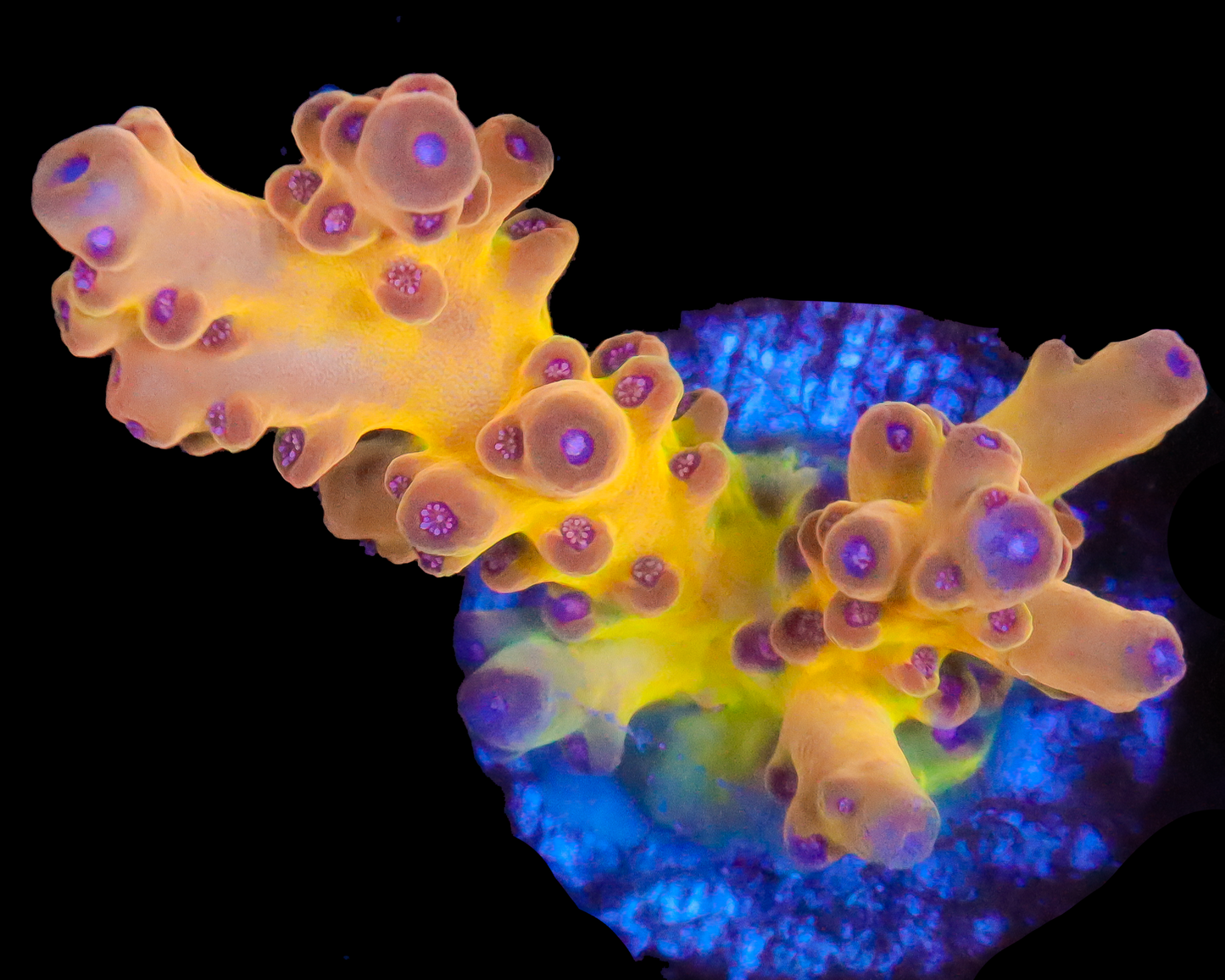 818'S SCREWDRIVER LOKANI