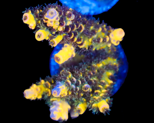 818'S BLUEBERRY SPLICE CHUNK