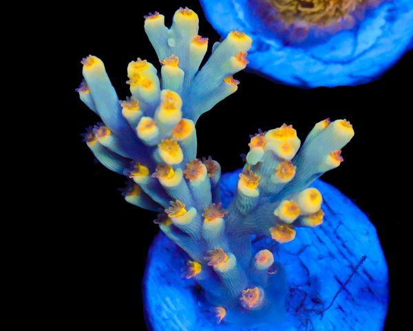 818'S SPITFIRE SPECIOSA