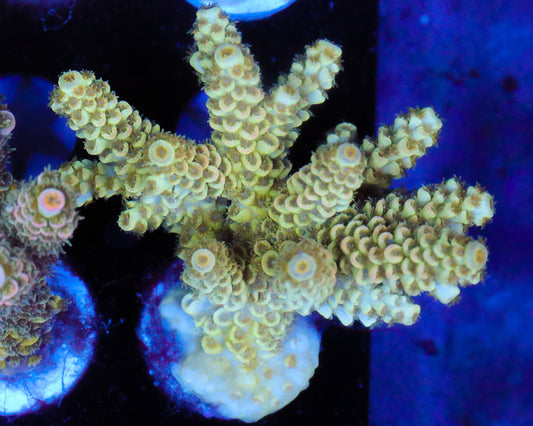 TENUIS MINI COLONY