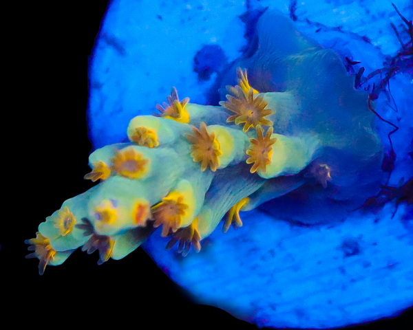 818'S TEARJERKER SPECIOSA SMALL