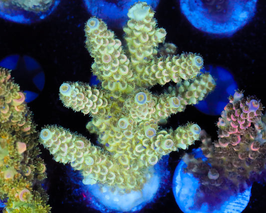 TENUIS MINI COLONY
