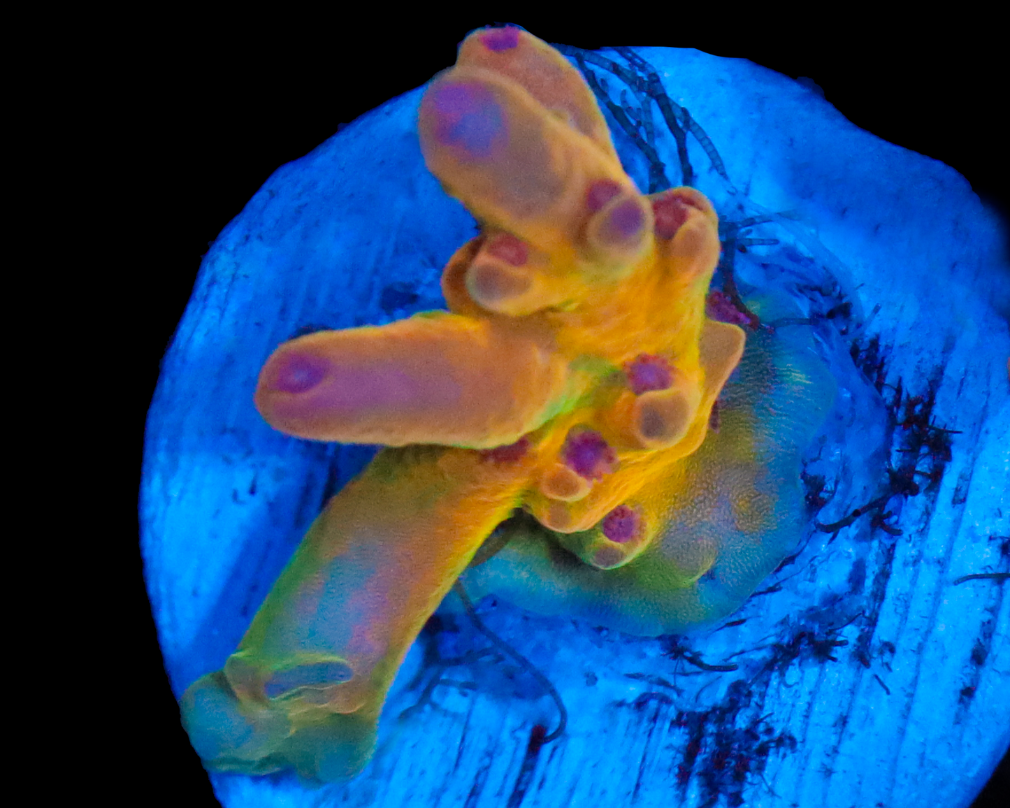 818'S PSYCLONE GRAFTED LOKANI