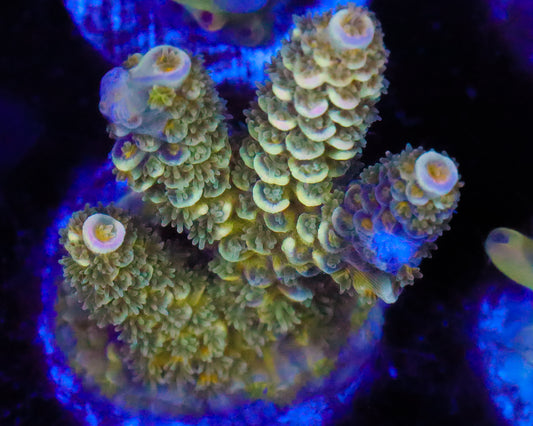 MULTICOLOR TENUIS