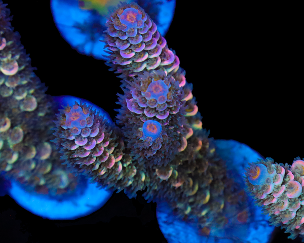 818'S DEEP SPACE TENUIS