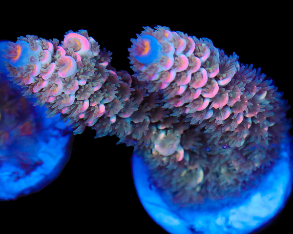 818'S VICTORIA SECRET TENUIS