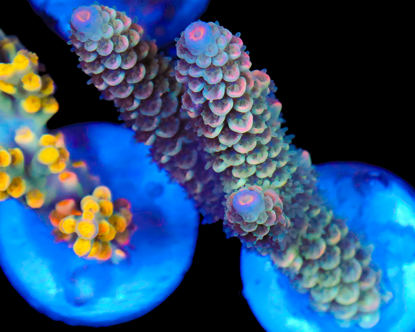 818'S STARFRUIT TENUIS