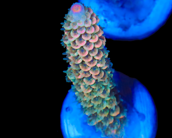 818'S STARFRUIT TENUIS