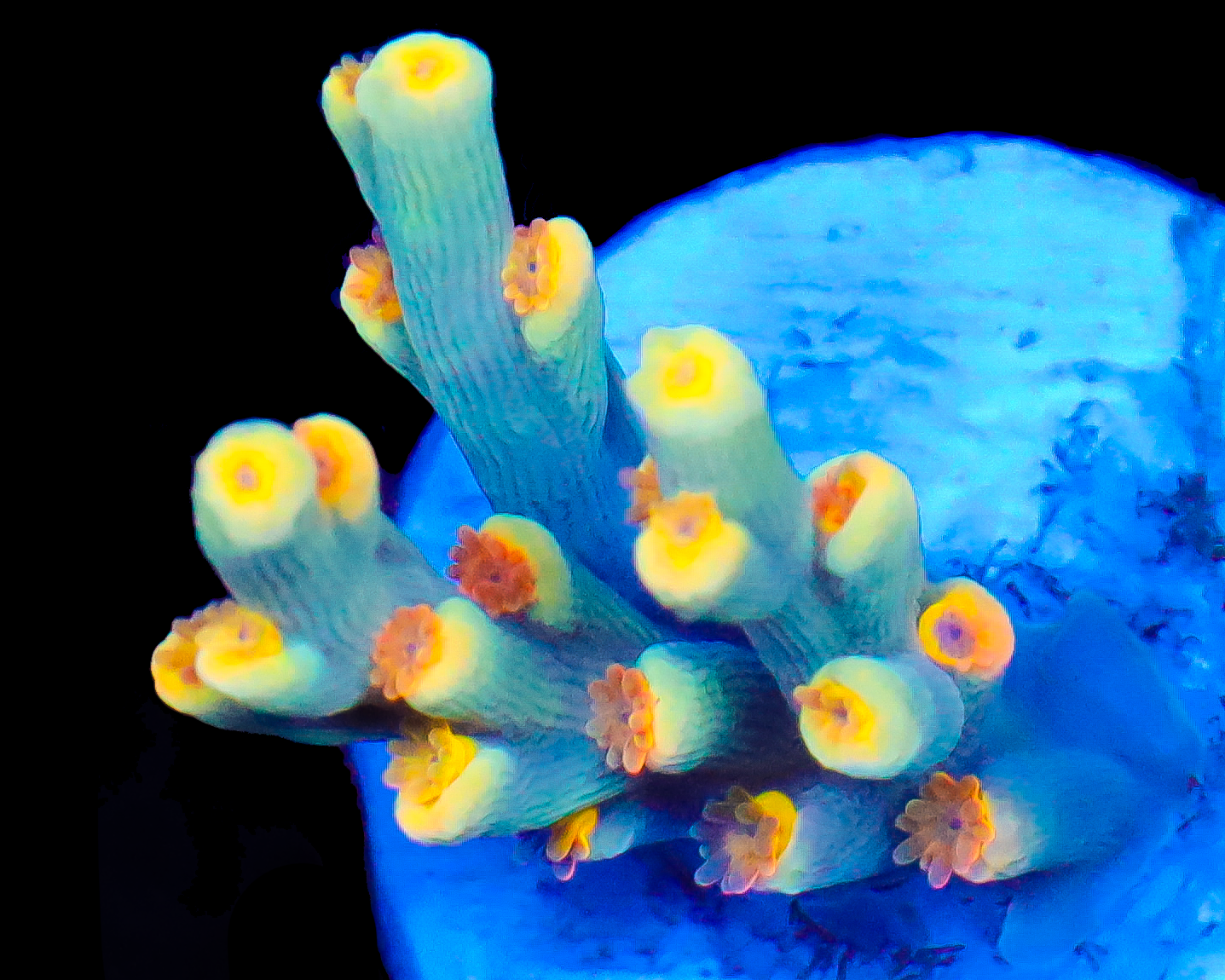 818'S CANDY JACK SPECIOSA