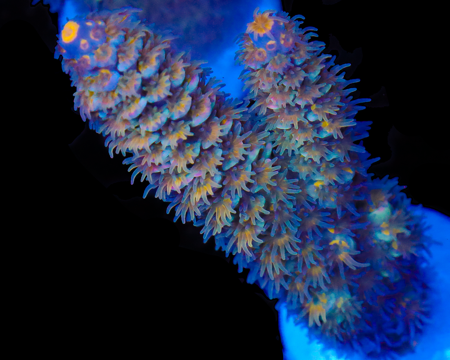 818'S SUPERNOVA TENUIS