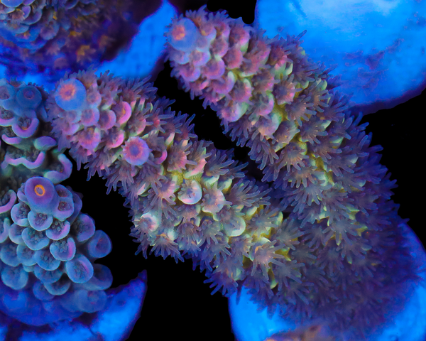 818'S RAINBOW HAZE TENUIS