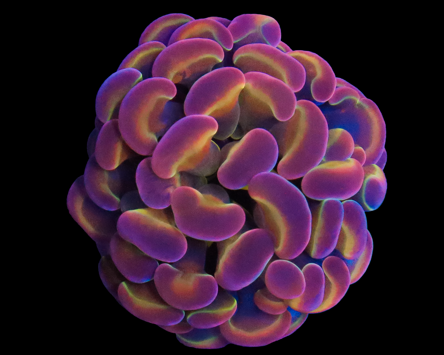 ULTRA HOLOGRAM BRANCHING HAMMER