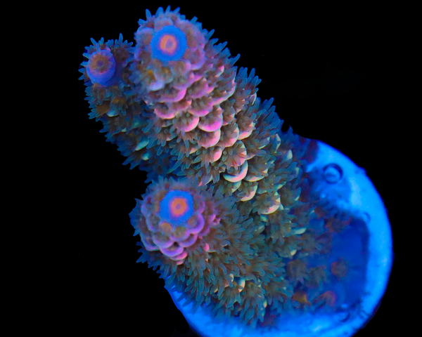 818'S STRAWBERRY FREEZE TENUIS