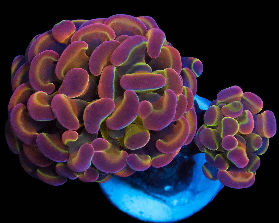 ULTRA HOLOGRAM BRANCHING HAMMER 2 HEADS