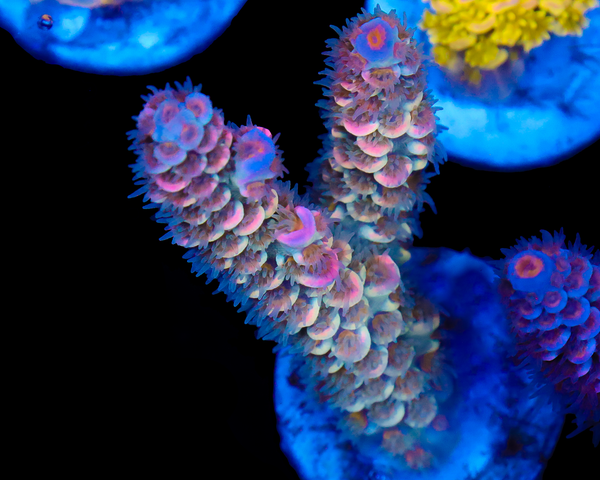 818'S BUBBLEBERRY TENUIS