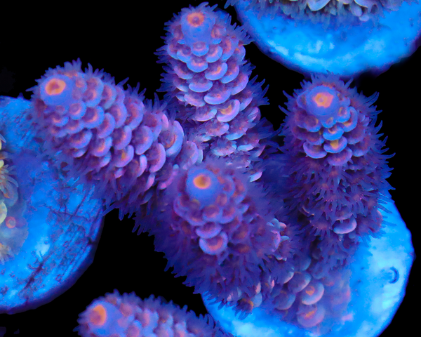 NEW RELEASE MALAY TENUIS