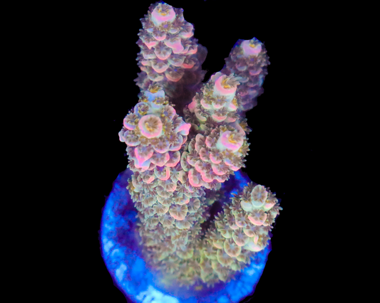 MULTICOLOR TENUIS