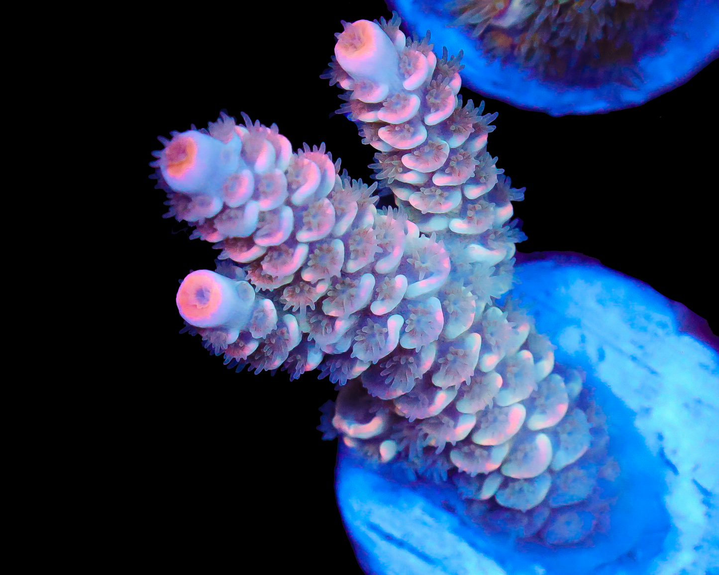 818'S VIVID DREAMS TENUIS