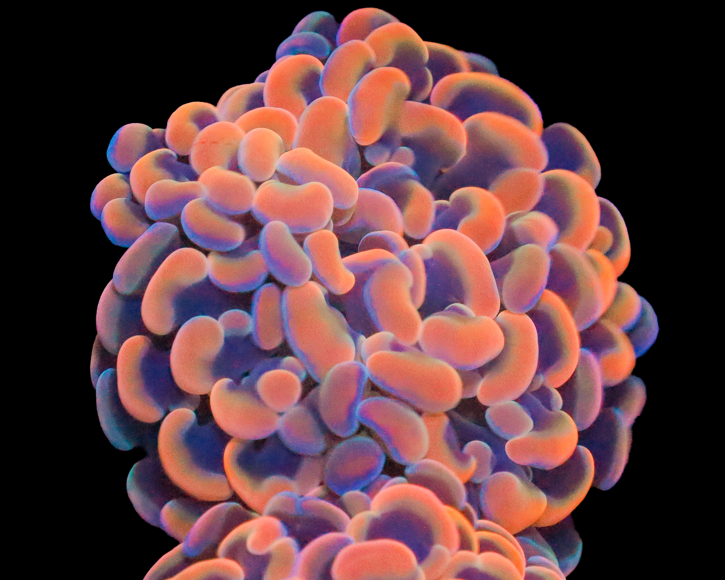 RAINBOW BRANCHING HAMMER CULTURED