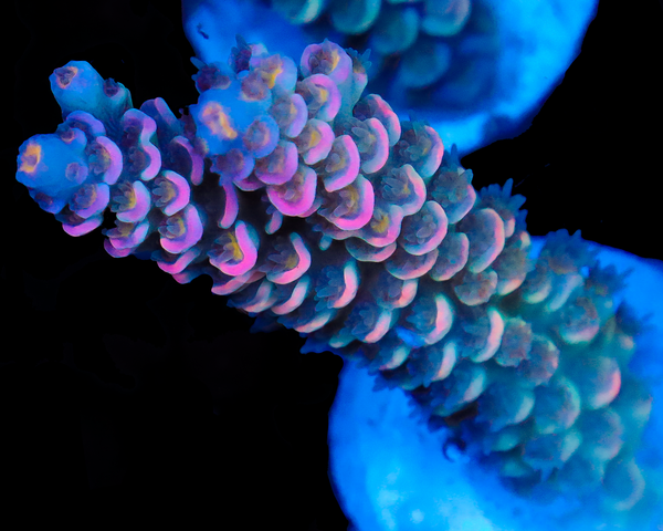 818'S CARE BEAR TENUIS