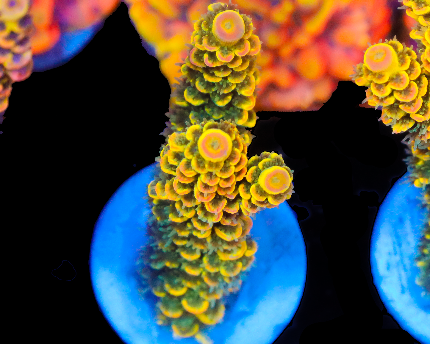 818'S PINEAPPLE SPLICE TENUIS