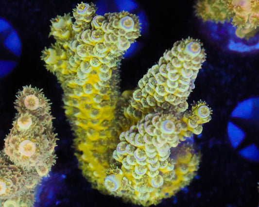 TENUIS MINI COLONY
