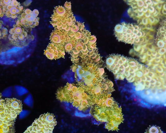 TENUIS MINI COLONY