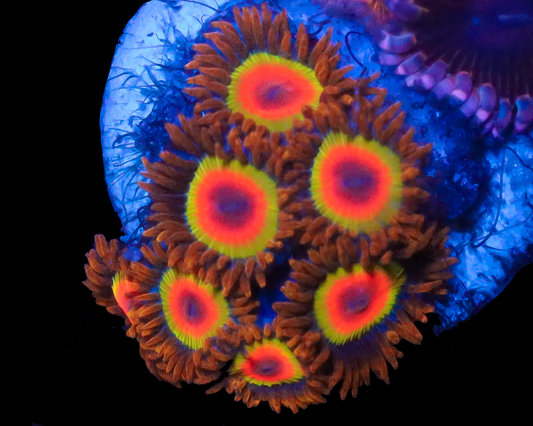 RASTA ZOAS