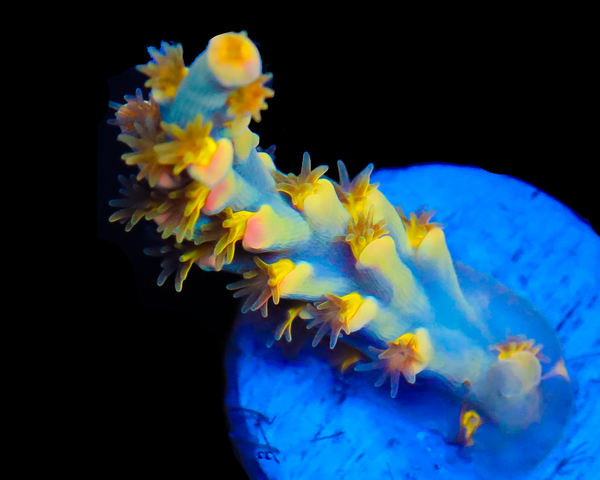 818'S HYPER CRUSH SPECIOSA