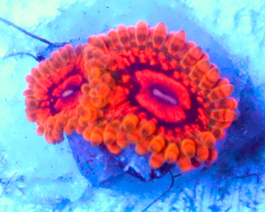 GMK ZOAS
