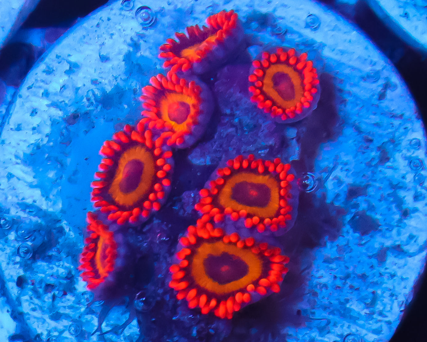 FRUIT LOOP ZOAS