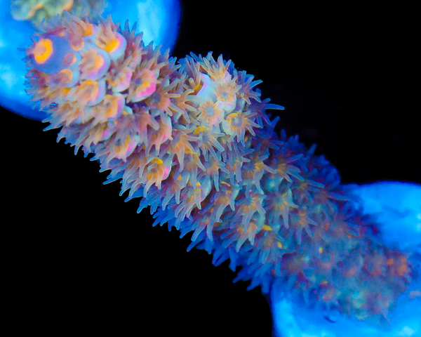 818'S SUPERNOVA TENUIS