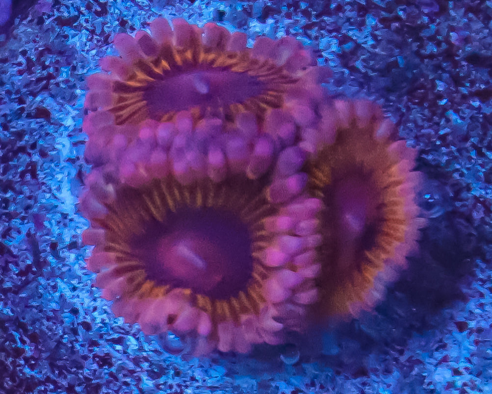 NEW RELEASE ZOAS