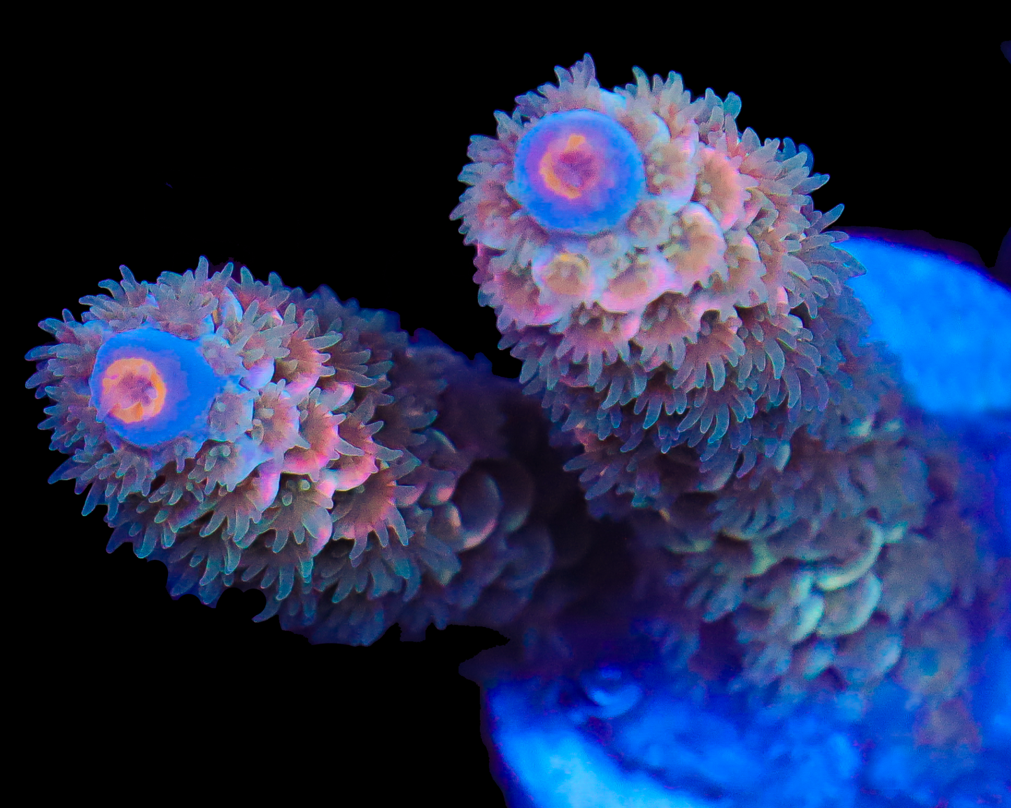 818'S VICTORIA SECRET TENUIS