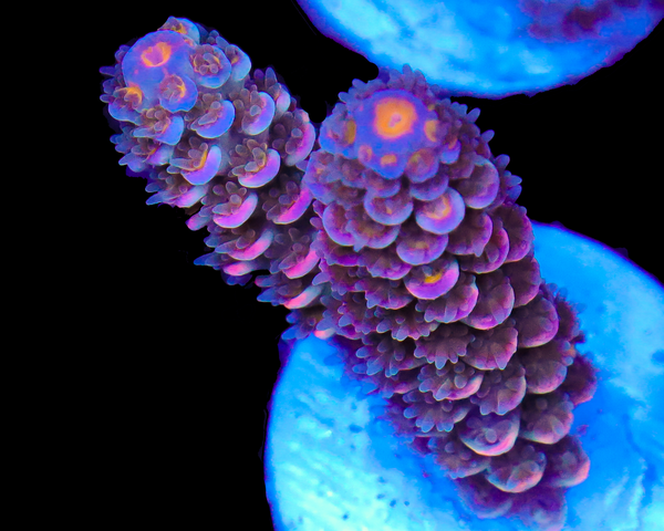 818'S WET DREAM TENUIS