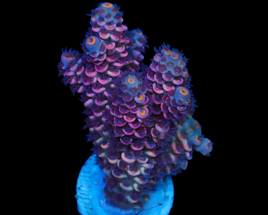 818'S PURPLE PLASMA TENUIS CHUNKY