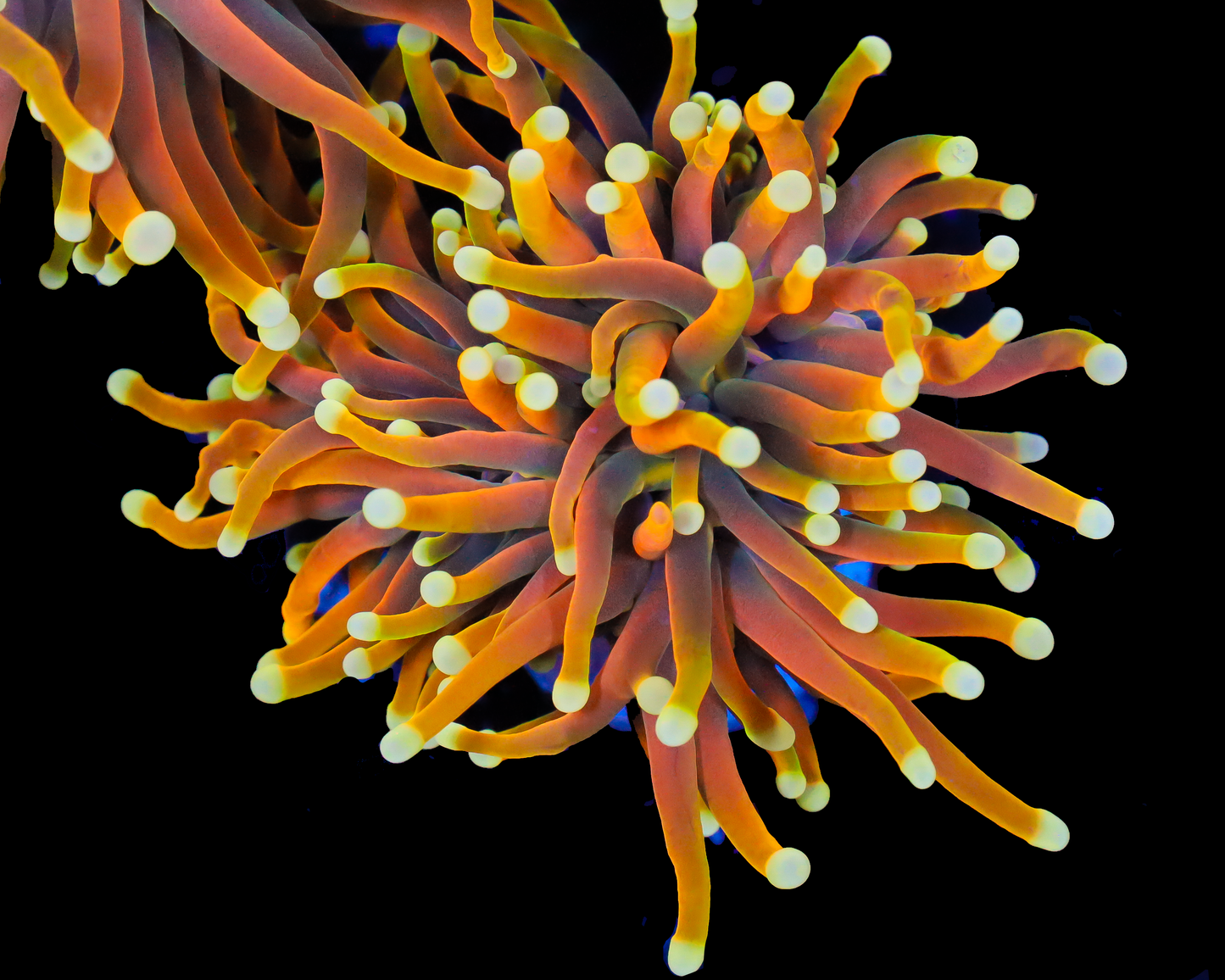 ULTRA INDO GOLD TORCH