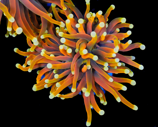 ULTRA INDO GOLD TORCH