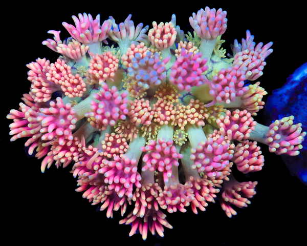 818'S DREAMCATCHER GONI