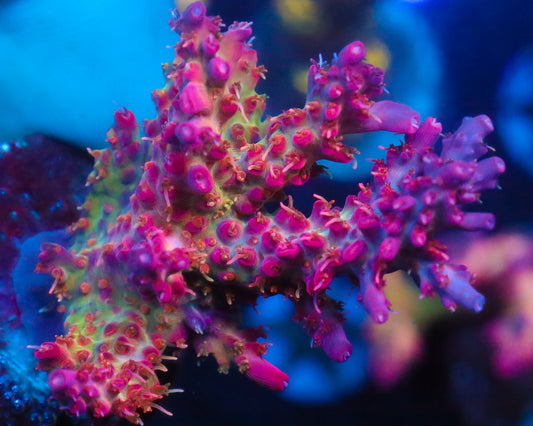 CONFETTI ACRO CHUNKY