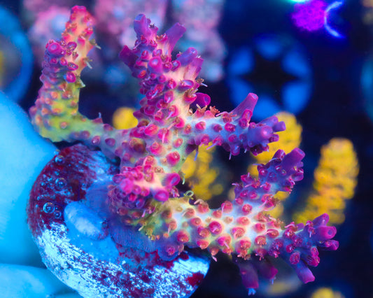CONFETTI ACRO CHUNKY