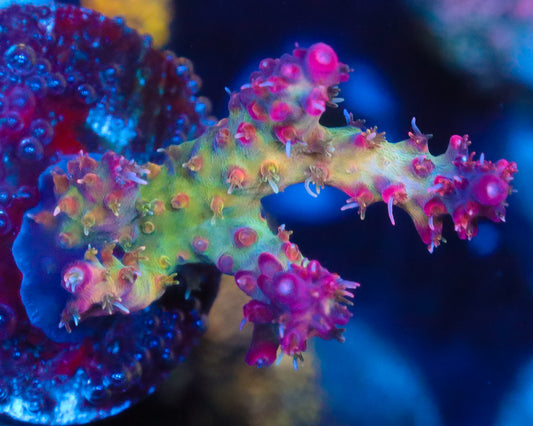 CONFETTI ACRO