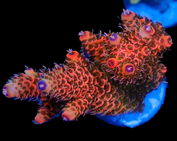 818'S ORANGE JULIUS MILLIE