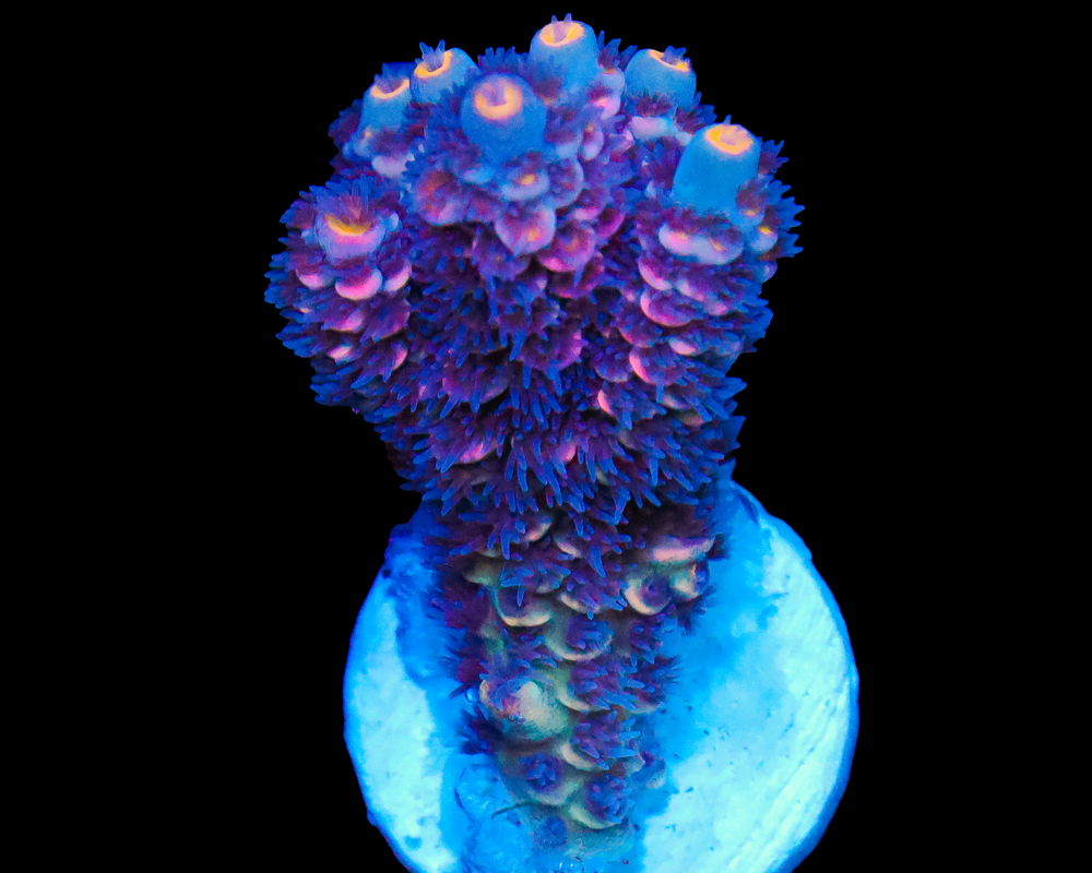 818'S PURPLE STICKY PUNCH TENUIS