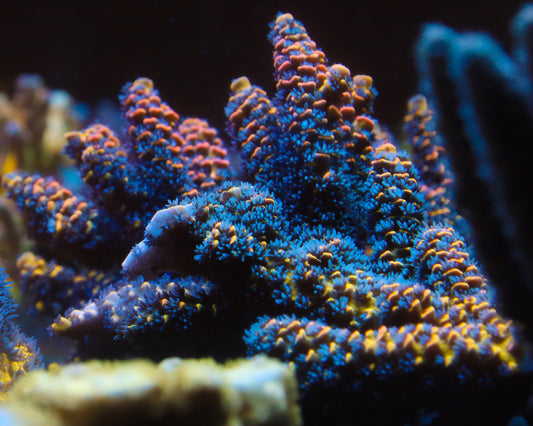 818'S CIRCUS FREAK MINI COLONY GETS GRAFTED