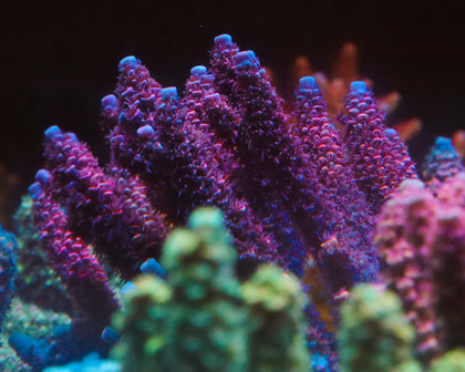 818'S BLACKWATER TENUIS SIDE VIEW