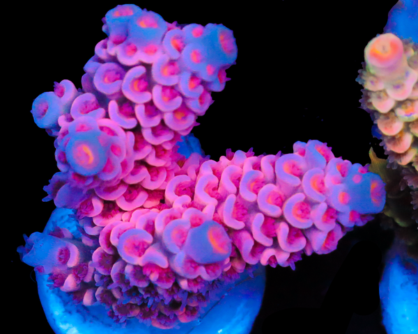 818'S BUBBLEYUM TENUIS