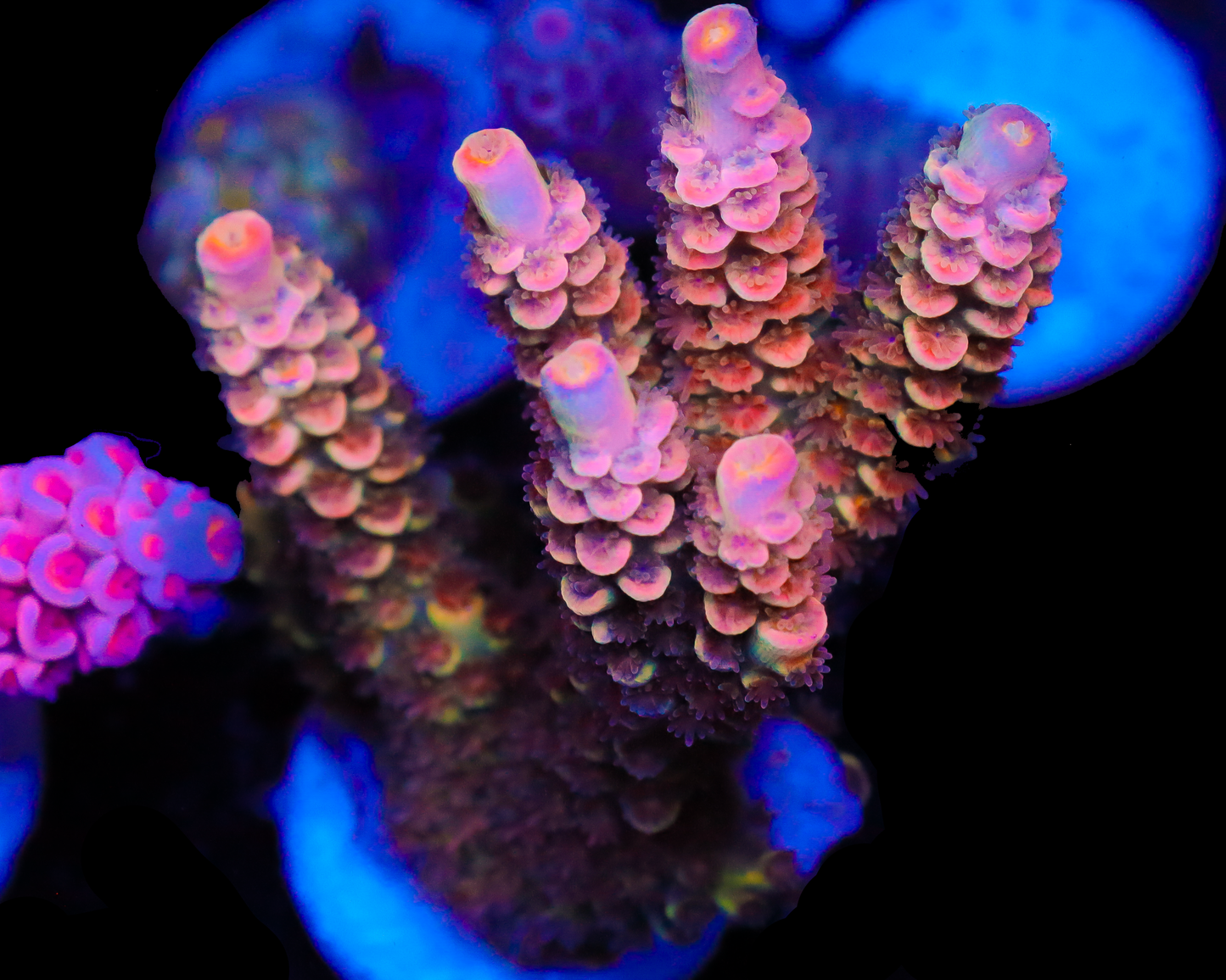 818'S SOB TENUIS MINI COLONY