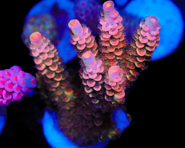 818'S SOB TENUIS MINI COLONY