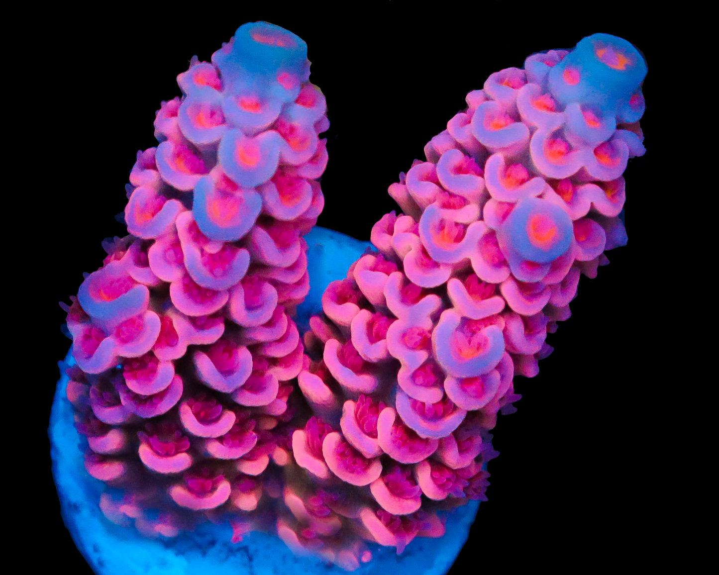 818'S BUBBLEYUM TENUIS